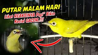 Download Lagu Masteran Kecial Kuning MALAM HARI Ampuh Bikin GACORRRR Di Pagi HARI‼️| PEPADU KECIAL MP3