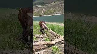 🥰 #boxer #lake #walking