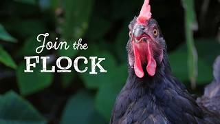We are a successful Brisbane based business that is passionate about all things poultry! We deliver chicken coops to suburban 