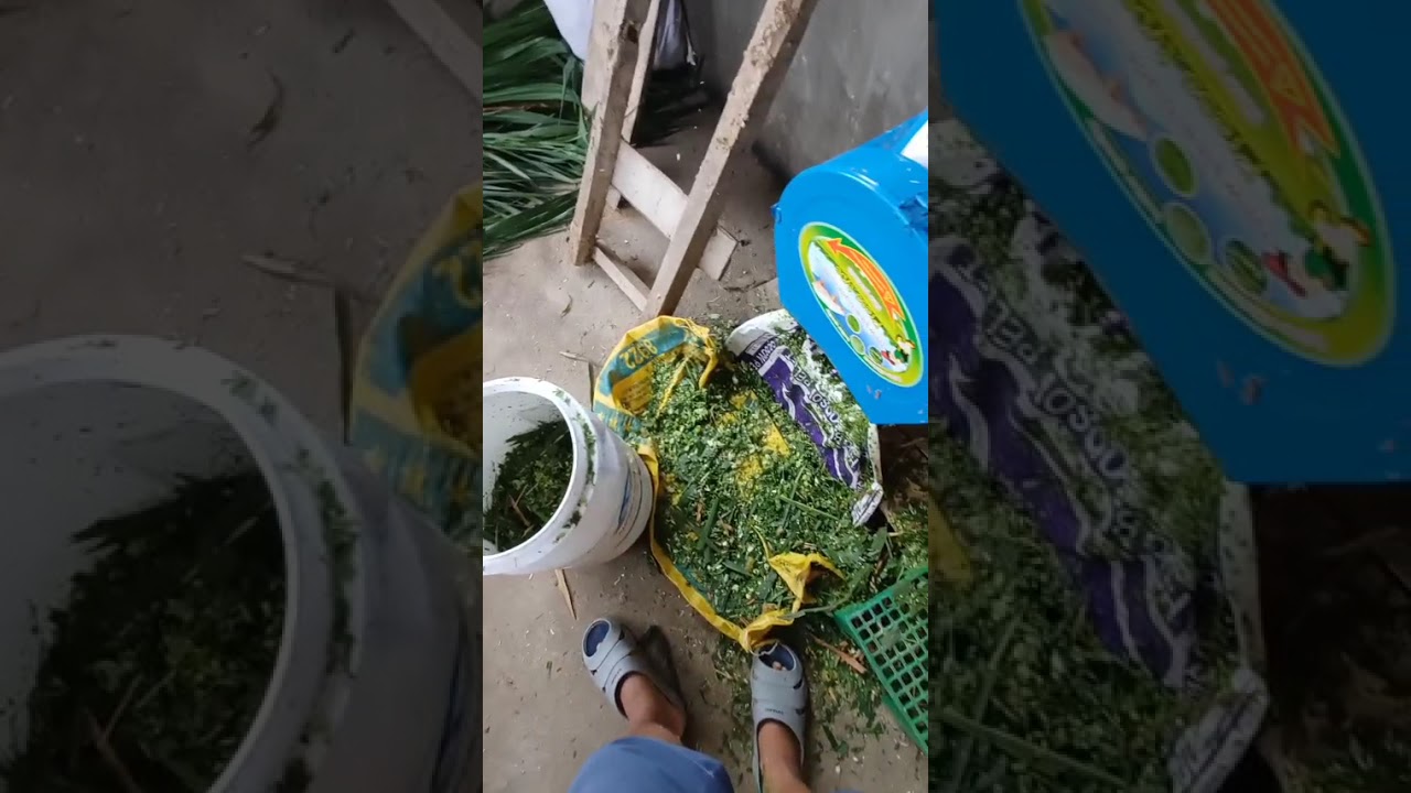 Napier Silage Making for The Native Pigs