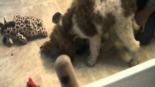 CASHEW Standard Poodle Puppy - Bella X Marshal Litter DOB 05.19.11
