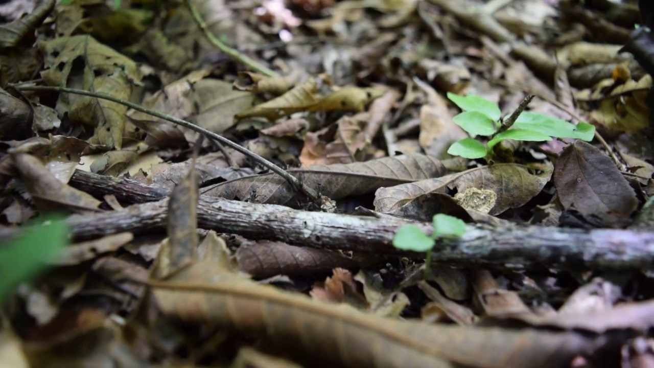 The Ants Go Marching Belize YouTube