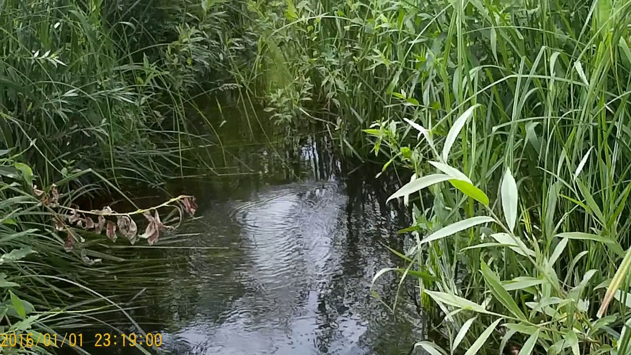 Остров на оке белоомут