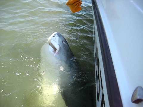 Outcast Sport Fishing Hilton Head Island Sc Outcast Sport Fishing Hilton Head Island Sc