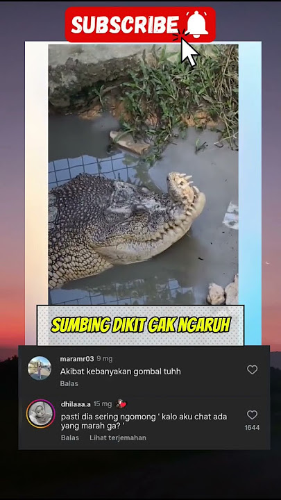 Buaya sumbing#shorts #hewan#hewanlucu #buaya