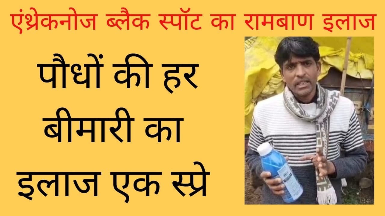 रेड डायमंड अमरूद में एंथ्रेक्नोज ब्लैक स्पॉट का नियंत्रण व फलों की चमक बढ़ाये#naturalfarming 