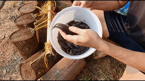 Bắt cá bống dừa bằng lọp, bắt được đầy thùng