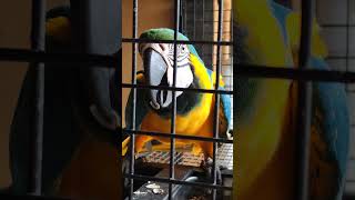 Macaw Parrot Eating Sunflower Seeds