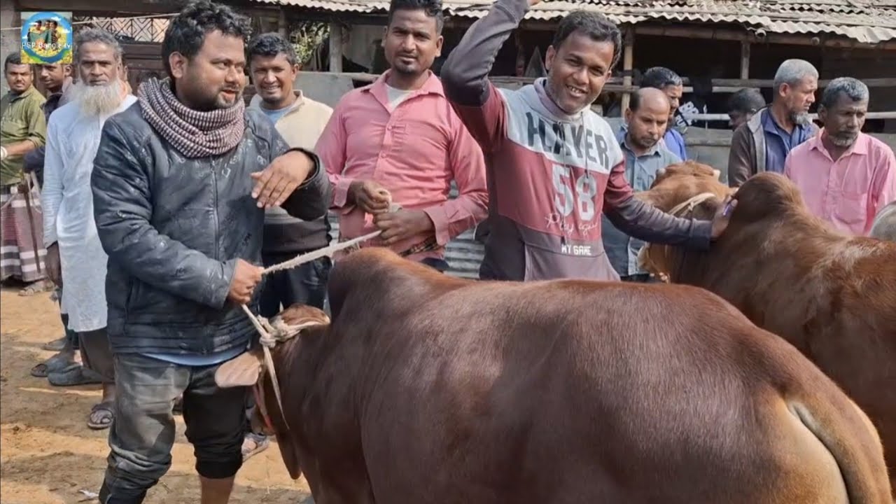 @ 14 February 2026|| খামার উপযোগী কুরবানির ষাঁড় গরুর দাম কাহারোল হাটে||