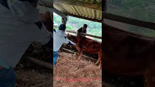 Cow Stomach Metal Detector! Farm Safety for Livestock!