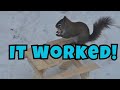 I Built a Tiny Picnic Table for Squirrels… It Actually Worked 🐿️