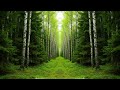 ADHD Focus Music with Forest Sounds Part 3: Deep Concentration &amp; Study Aid