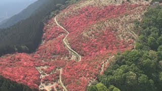 緋色のじゅうたん一面に ヤマツツジ、葛城山