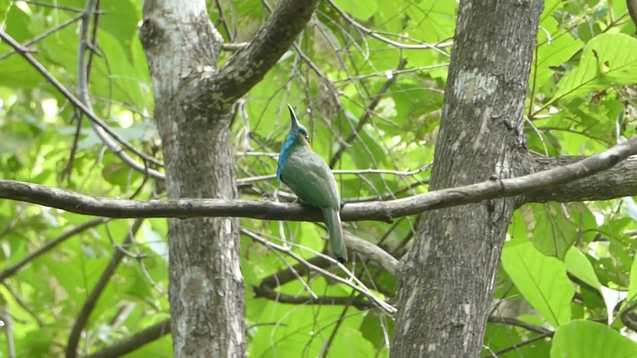 Blue-bearded Bee-eater, Nyctyornis athertoni, Huai Kha Khaeng Wildlife Sanct., Thailand 14 Sept 2024