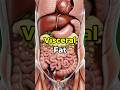 What Happens Inside Your Body When Belly Fat Builds Up Around Your Organs