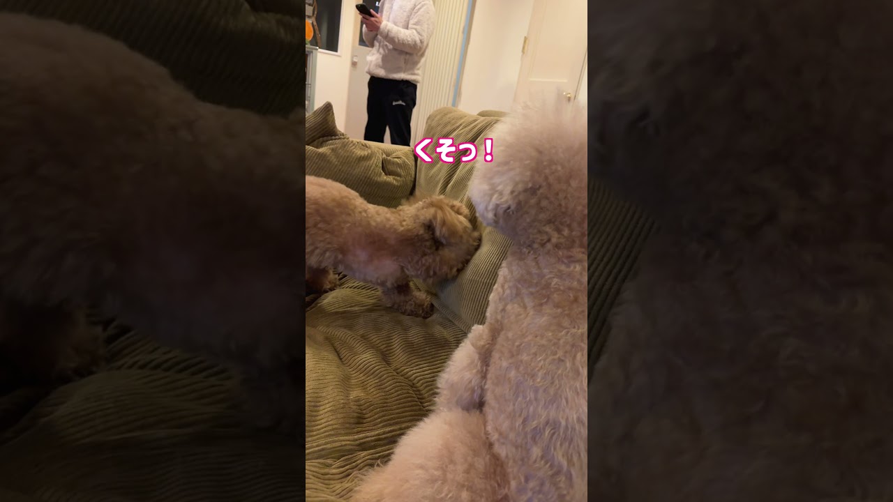 兄に戦いを挑み砕け散るトイプー #トイプードル #dog