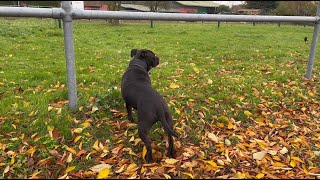 Staffordshire Bull Terrier Is Looking For Horses