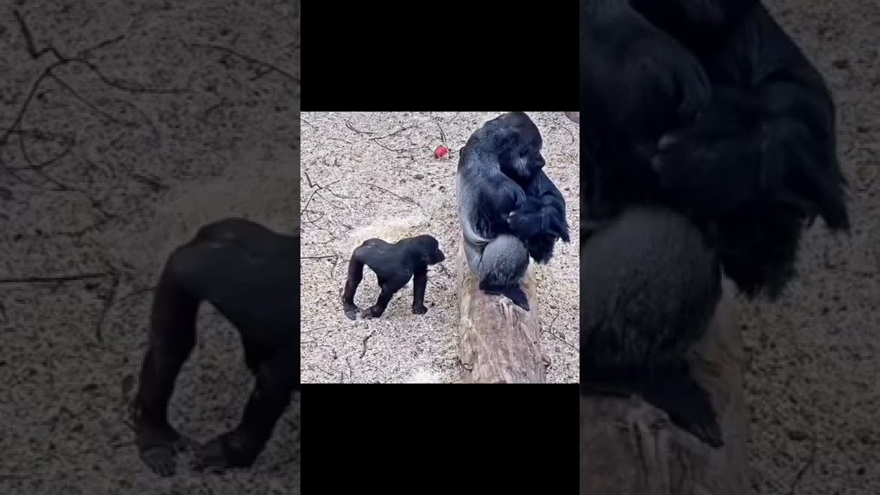 Baby Monkey Regrets Annoying Big Gorilla  🦍💀😭 
