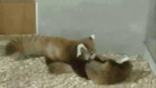 Ambush Hug!