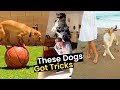 These dogs got tricks