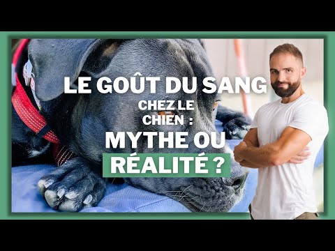 Vidéo: Qu'est-ce que le sinus dermoïde chez les chiens?