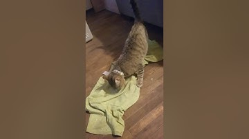 Product test-SmartyKat Organic Catnip. The 1st time my kitten has had organic nip.