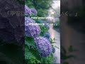 ☔ 梅雨入りの朝に|Prayer of Light|癒しのピアノ音楽