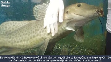 5 loài cá săn mồi tầng đáy có kích thước KHỔNG LỒ đáng nuôi nhất!