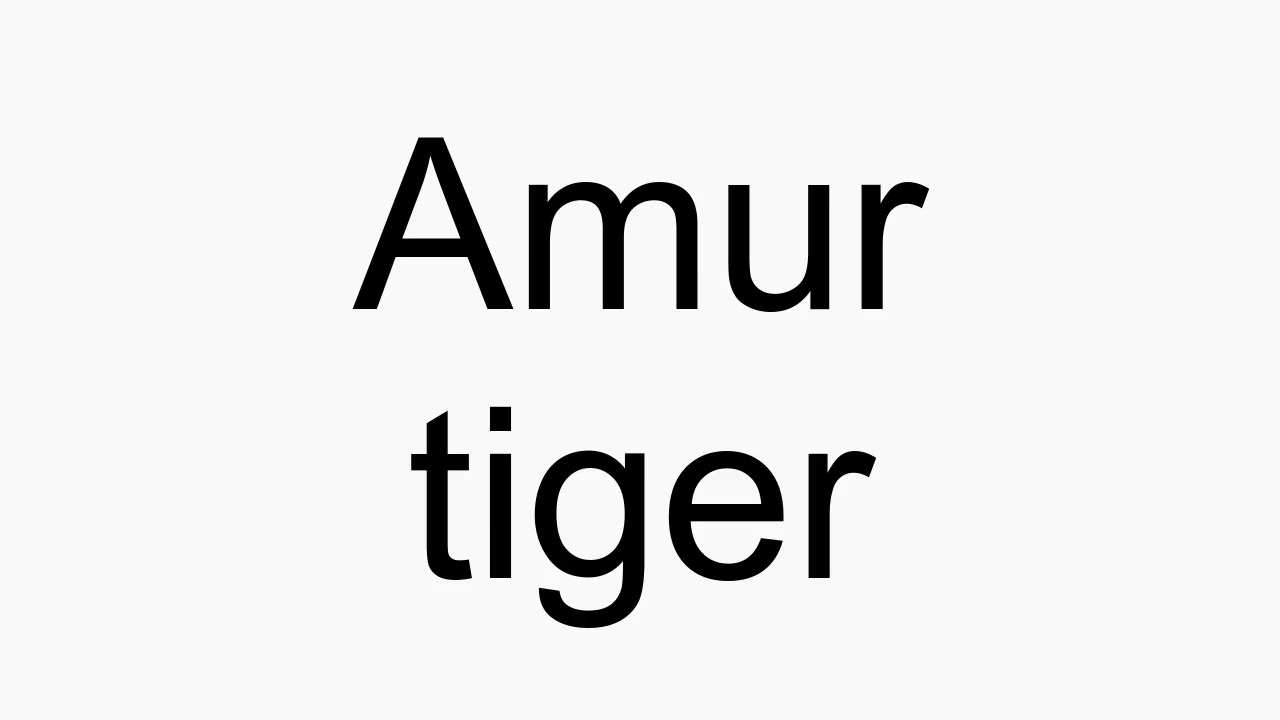 How to pronounce Amur tiger - YouTube