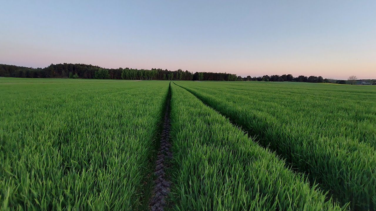 Jęczmień ozimy. T1 T2