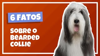 6 CURIOSIDADES SOBRE O BEARDED COLLIE! - Cinobras TV - Tudo sobre Cinofilia.