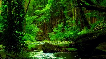 8 HOURS OF RELAXING NATURE SOUNDS AND GENTLE BIRDSONG