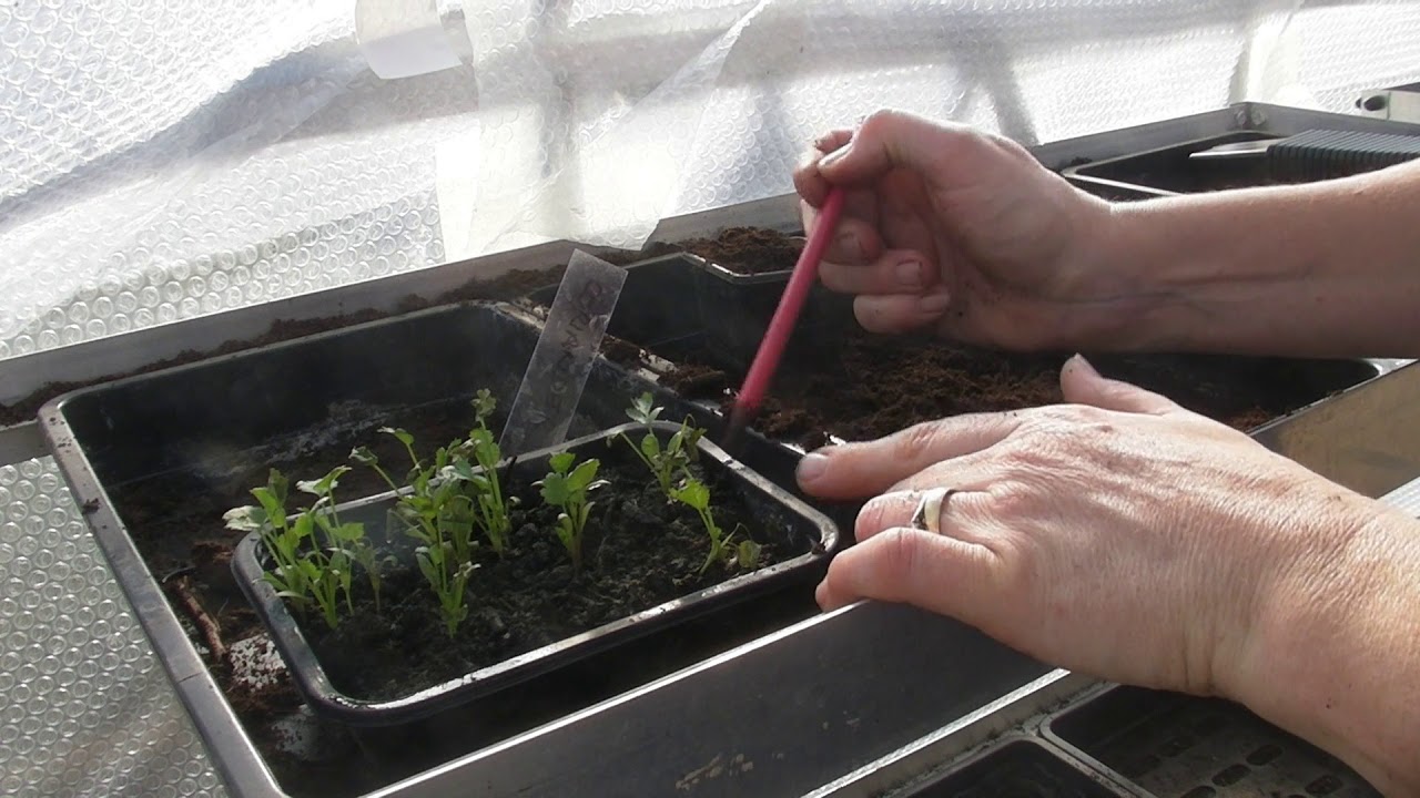 Pricking out Coriander - Part 470 - Claire's Allotment