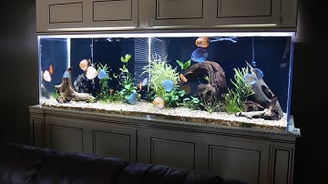 Bể cá dĩa đẹp lãng mạn | CÁ DĨA ĐẠI PHÁT