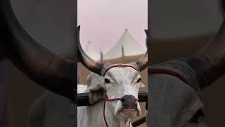 #bathukammadjsongs2023 #locationshoot#turist #locationintelligence #viral #foryou#trendingshorts