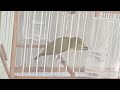 A Little Bird Endures the Summer Heat – Nature’s Quiet Strength