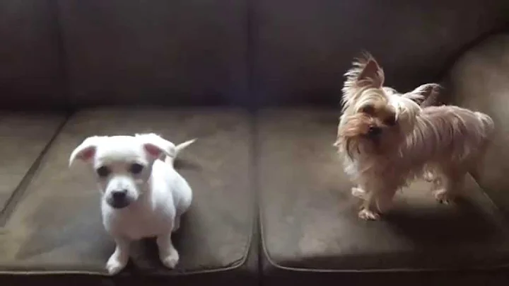 Lovely Lucy and Brother Rascal