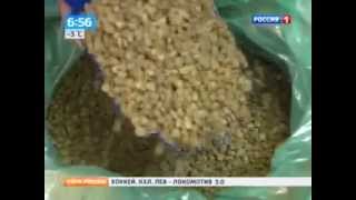 ягоды годжи купить в аптеке ягоды годжи купить в аптеке