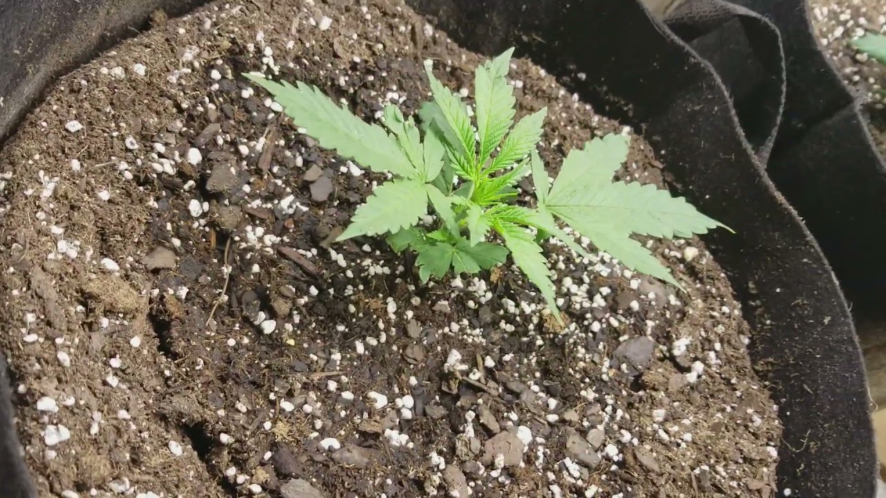 New Cannabis Strain 2021 Auri-(big bud x lsd) week 3 and half transplant