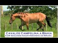 Cavalos Campolina uma das raças mas Bela do Brasil (Parte 1) - Myx 10