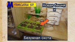 Безумная охота и Новая Башня ● Myrmicaria sp