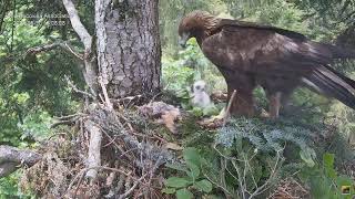 Cuibul Acvilei de munte nr. 1 (Aquila chrysaetos) 30.05.2024 13:00