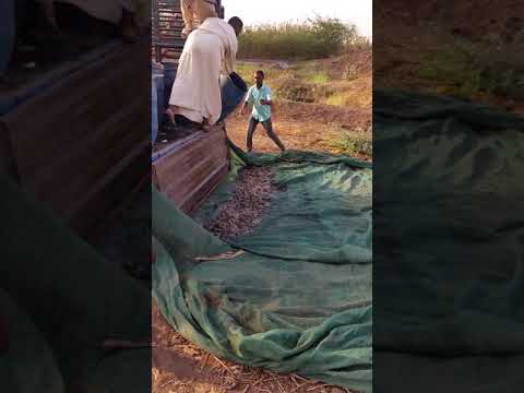 مشروع سمك جعفر أمير الخرطوم