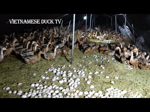 Video The duck song-Cận Cảnh Vịt Đang Đẻ Trứng trong... - youtube