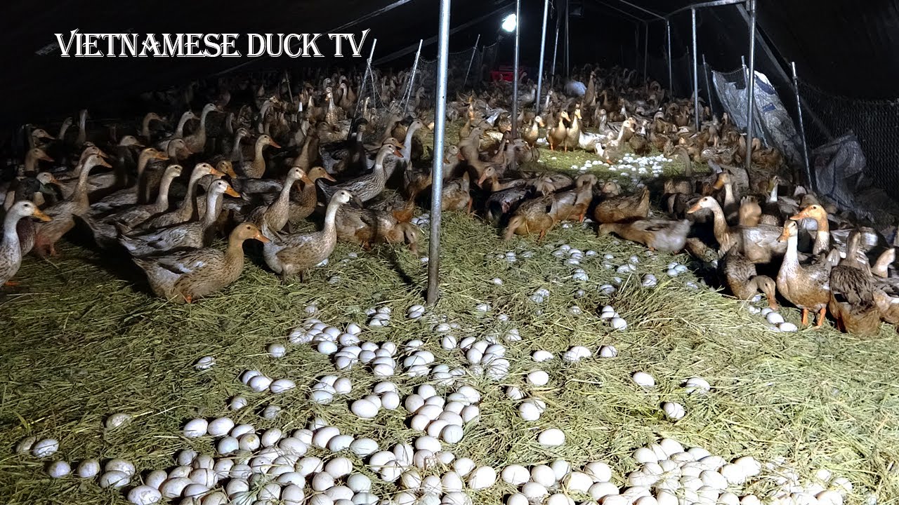 The duck | Cận Cảnh Vịt Đang Đẻ Trứng trong Chuồng.Vietnamese Duck TV