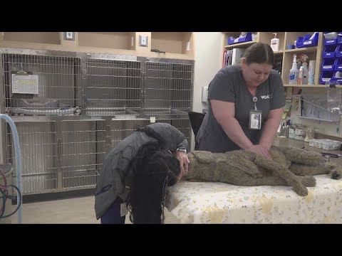How to give your pet CPR