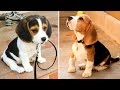 Cute Puppies Doing Funny Things 2021 #12 Cutest Dogs