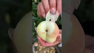 Agriculture Village Fresh Fruit #Viral #Fruit #Shorts #1014