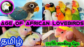 how to find the age of african lovebirds | tamil | more about pets | MAP |