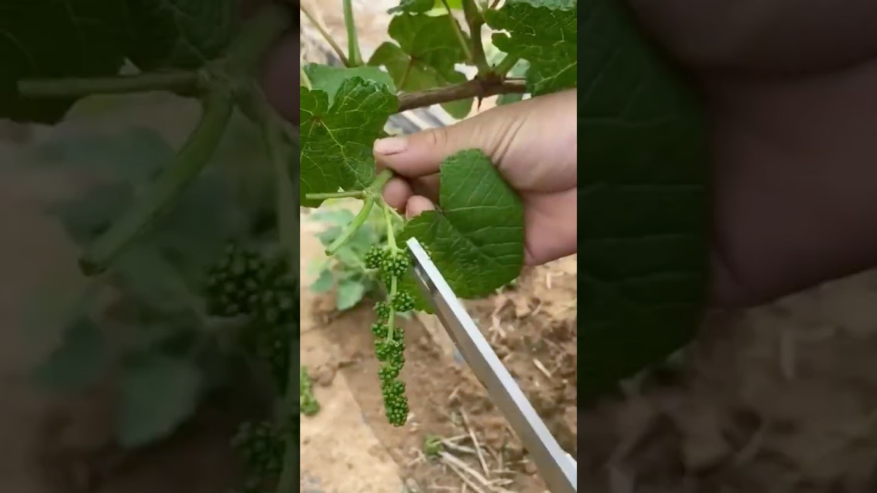 Not everyone knows how to prune grapes like this – Decoding grape growing techniques 
